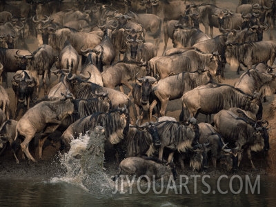 anup shah nile crocodile attacking wildebeest mara river masai mara kenya