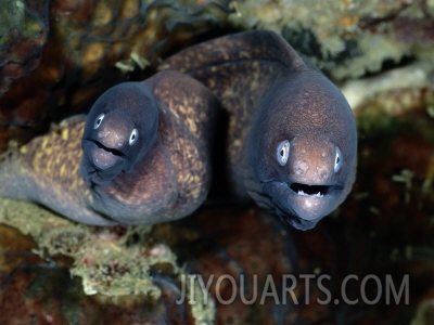 wolcott henry a close view of a pair of moray eels