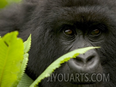 roy toft mountain gorilla gorilla gorilla beringeibehind green leaves