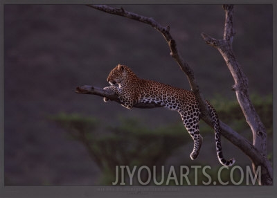 michel  christine denis huot leopard at masai mara kenya