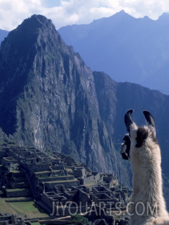 ed hernandez llama machu picchu peru