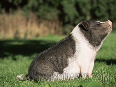 lynn m stone pot bellied pig sitting usa