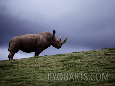 michael nichols northern white rhinoceros