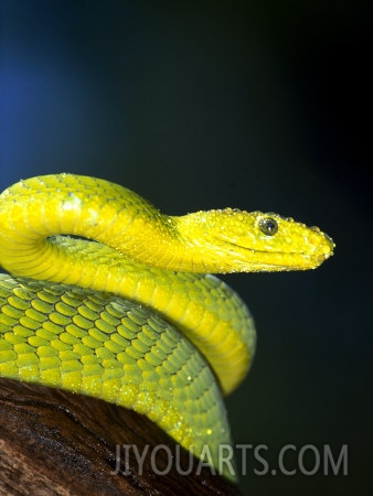 lynn m stone e african mamba dendoaspis angusticeps