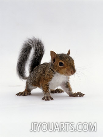 jane burton baby grey squirrel portrait