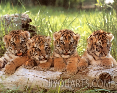 tippy hedren four cubs