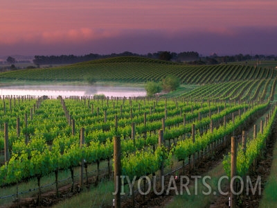 janis miglavs sunrise in distant fog carnaros napa valley california usa