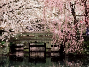 cherry blossoms mishima taisha shrine shizuoka