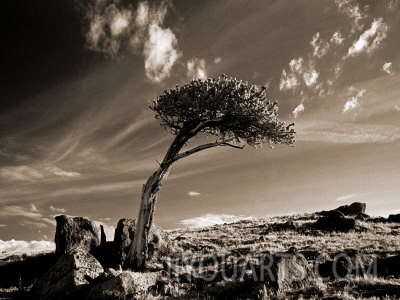 john glembin bristle cone pine tree mt evans co