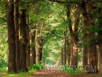 forest path