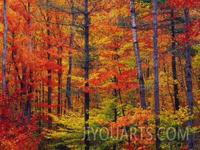 jules cowan autumn colors new hampshire