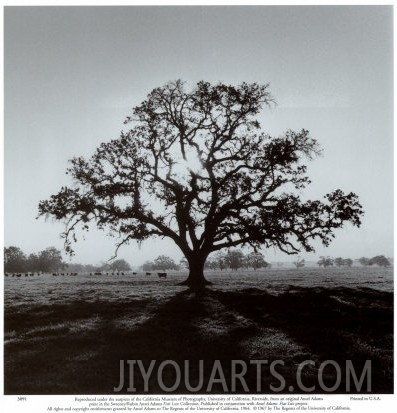 Oak Tree, Sunrise