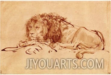 Lion Resting