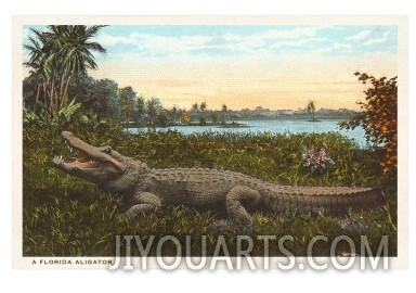 Florida Alligator