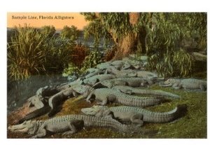 Florida Alligators