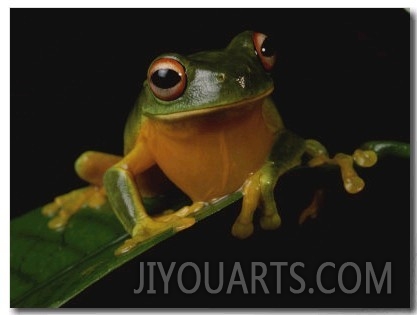 A Red Eye Tree Frog (Hyla Uranochroa) Clings to a Leaf