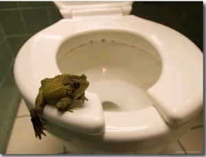 An Eastern American Toad in a Motel Room Bathroom