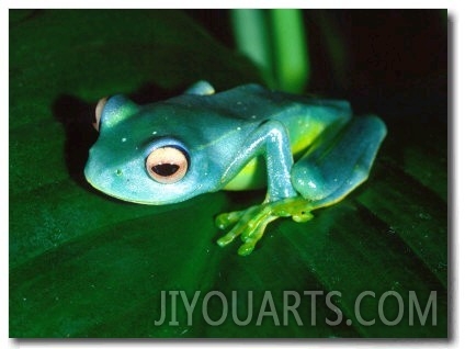 Madagascan Blue Tree Frog, Native to Madagascar