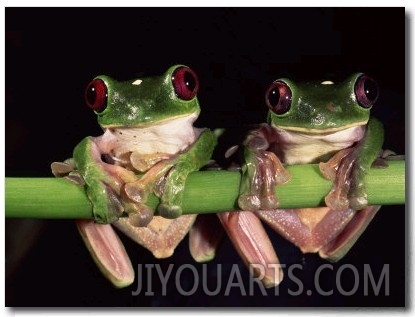 Maroon Eyed Leaf Frogs, Esmeraldas, Ecuador