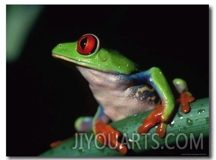 Red Eyed Tree Frog (Agalychnig Callidaras