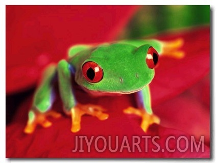 Red Eyed Tree Frog