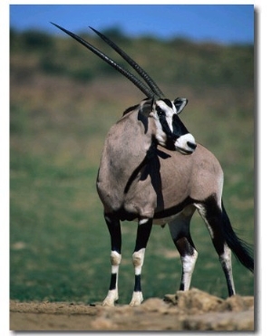 Gemsbok or South African Oryx, Kgalagadi Transfrontier Park, Northern Cape, South Africa