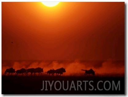 Group of Wildebeests Running in the Dusk