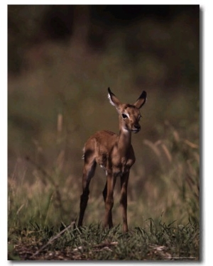 Impala Body, Aepyceros Melampus