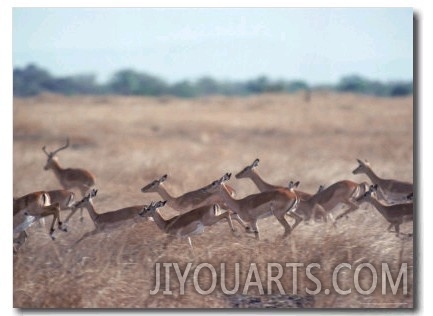 Impala, Serengeti, Tanzania, East Africa