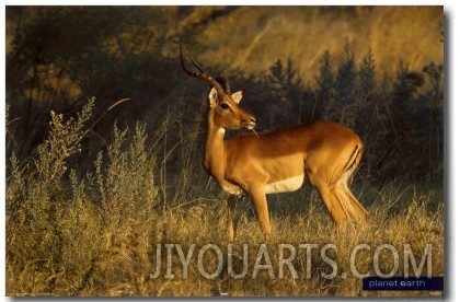 Planet Earth  Antelope