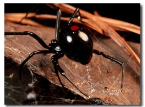 A Black Widow Spider