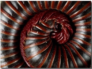 A Millipede Curled into a Spiral