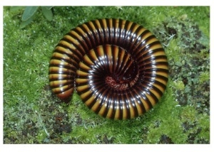 Cameroon Giant Orange Millipede