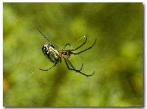 Close View of a Spider Weaving a Web, Groton, Connecticut