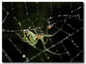 Close View of Cobweb Weaver Spider in his Dew Covered Web, Groton, Connecticut