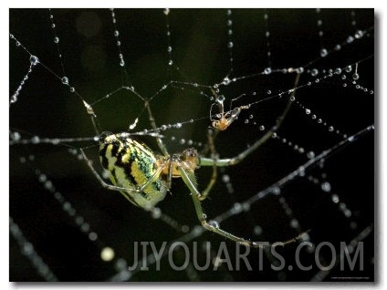 Close View of Cobweb Weaver Spider in his Dew Covered Web, Groton, Connecticut