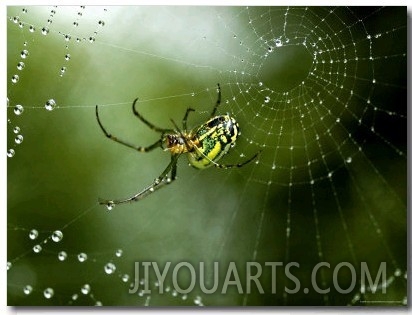 Cobweb Weaver Spider Rests on his Dew Covered Web, Groton, Connecticut