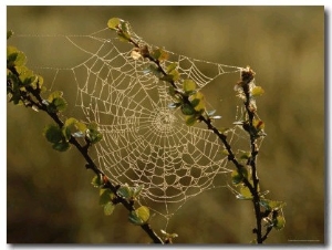 Dew Highlights an Orb Weaver Spider