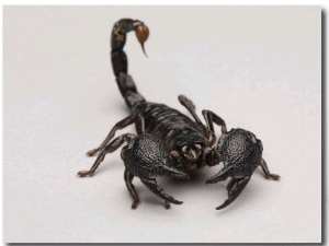 Emperor Scorpion at the Lincoln Children