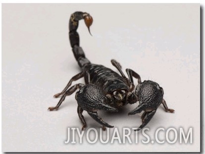 Emperor Scorpion at the Lincoln Children