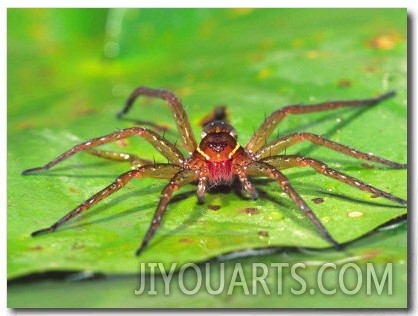 Six Spotted Fishing Spider Feeding on Fly, Pennsylvania, USA