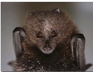 Close View of a Rare Rodrigues Fruit Bat