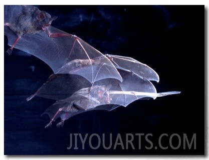 Leaf nosed Fruit Bat Triple in Flight, Native to South America