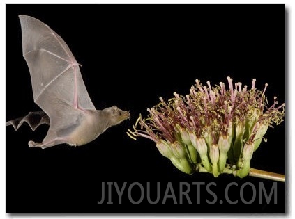 Lesser Long Nosed Bat in Flight Feeding on Agave Blossom, Tuscon, Arizona, USA