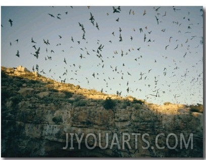 Mexican Free Tailed Bats Emerge from Their Caves to Hunt