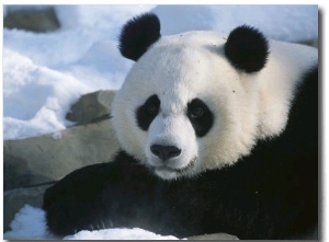 A Panda at the National Zoo in Washington, Dc