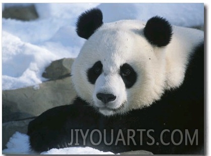 A Panda at the National Zoo in Washington, Dc