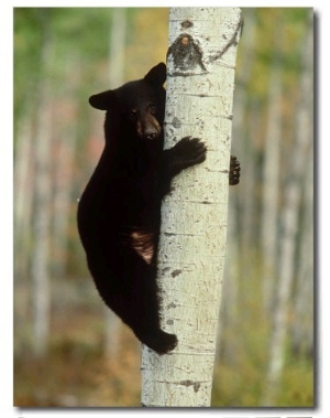 Black Bearursus Americanuscub Sat up Tree, Autumn Foliage