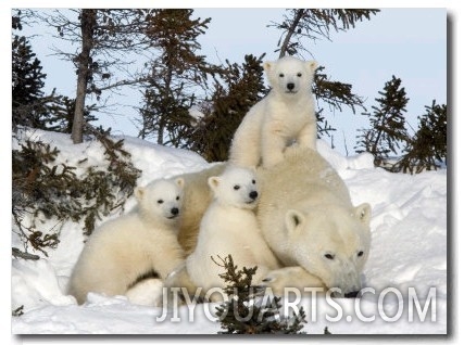 Polar Bear (Ursus Maritimus) Mother with Triplets, Wapusk National Park, Churchill, Manitoba