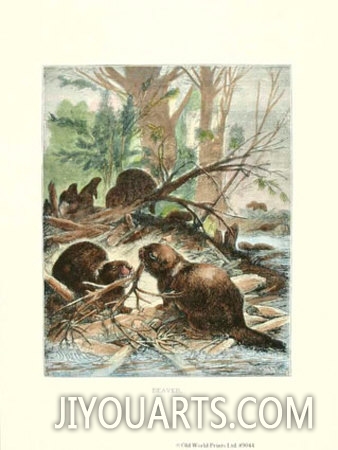 Beaver